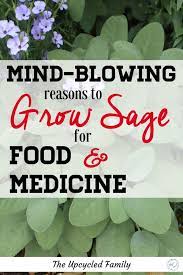 The Amazing Reason You Want This Herb In Your Garden Sage Benefits Sage Plant Growing Sage