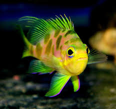 Borbonius Anthias Reef Tank Beautiful Sea Creatures Coral Reef Animals