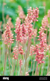 Image result for Heuchera cylindrica Greenfinch