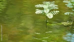 Image result for Aeschynomene pfundii