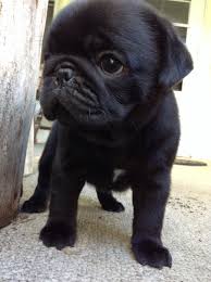 Maybe you would like to learn more about one of these? Baby Pug Cute Baby Pugs Baby Pugs Cute Pug Puppies