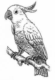 Find thousands of free and printable coloring pages and books on coloringpages.org! 100 Best Parrot Coloring Pages Ideas Coloring Pages Bird Coloring Pages Animal Coloring Pages