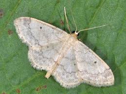 Image result for Idaea biselata