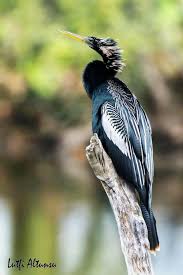 Pin On Kuslar Birds