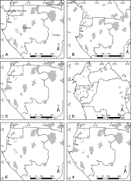 Image result for Whitfieldia thollonii