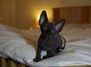 Sphynx cat - Wikipedia