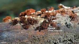 Image result for Stemonitis splendens