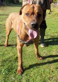 Dieser pinnwand folgen 105 nutzer auf pinterest. Rhodesian Ridgeback X Pitbull Off 61 Www Usushimd Com