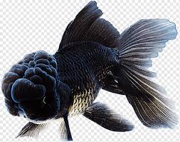 A fluval 406 will cost you more than 200 us dollars in store. Bubble Eye Panda Telescope Ranchu Lionhead Butterfly Tail Goldfish Animals Pet Color Png Pngwing