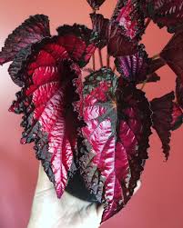 let's talk. if you don't like begonia, what is your problem exactly?  #begonia #begoniarex #begoniabrigade #begonialovers #begoniamonday  #peoplewithplants