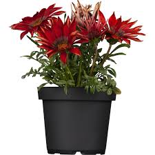 Image result for foto Gazánie