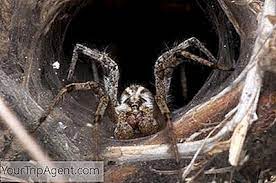 Die giftigste spinne der welt lebt mitten im australischen sydney. Die 10 Giftigsten Spinnen In Australien 2021
