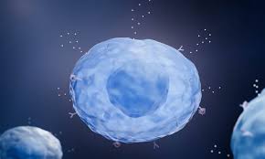 Image result for Mast Cell