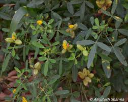 Image result for Crotalaria quarrei