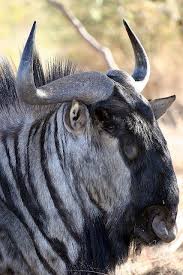 Wildebeest photography print, home office wall art, african animal print, black and white animal print, safari photography print, home decor. 22 Wildebeest Ideas Wildebeest Animals Wild African Animals