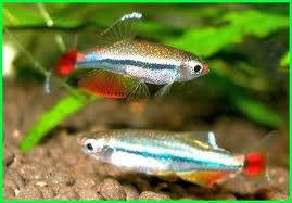 Cara Merawat Ikan Hias Zebra Hongkong Dunia Fauna Hewan Binatang Tumbuhan Binatang Hewan Ikan Akuarium