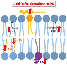 All actions in the game take place on a raft located in the ocean. Ijms Free Full Text Lipid And Lipid Raft Alteration In Aging And Neurodegenerative Diseases A Window For The Development Of New Biomarkers Html