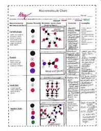 Macromolecule Chart Biomolecules To Draw And Make
