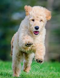Check spelling or type a new query. Golden Doodle Puppy Being Playful And Active At Commons Park Denver Goldendoodle Puppy Goldendoodle Doodle Puppy