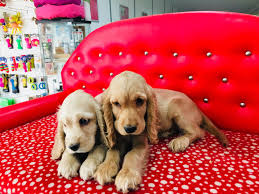 Club K9 Satilik Cocker Spaniel Yavru Kopek Fiyatlari Yavru Kopek Kopek