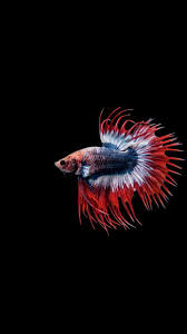 Betta Fish Hd Wallpaper For Android Apk Download A collection of the top 43 pokemon hd wallpapers and backgrounds available for download for free. betta fish hd wallpaper for android