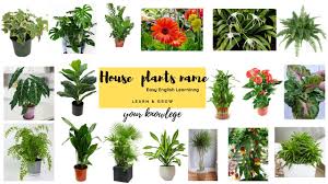 House plants identification pictures indoor flowers. House Plants Name Indoor Plants Name Common House Plants Name Easy English Learning Youtube