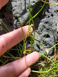 Image result for Triglochin striata