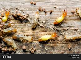 If the termite colony is large enough there are two types of soldiers in it, big and small. Closeup Worker Soldier Image Photo Free Trial Bigstock