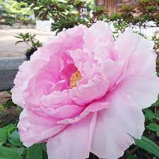 牡丹 beautiful flowers beautiful pink flowers flowers