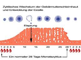 Eisprung bestimmen bei kurzen zyklen auch kurze zyklen sind in der regel gesund und haben eisprünge, nur finden diese sehr zeitig und in der regel noch folglich, wann ist der eisprung bei einem 25 tage zyklus? Normaler Menstruationszyklus
