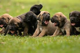 Rottweiler metzgerhund) é uma raça de cães molossos desenvolvida na alemanha. Cachorro Fila Brasilero 119 Julio Cesar Hoyos A Flickr