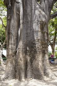 Image result for Malvaceae subfamily Bombacoideae