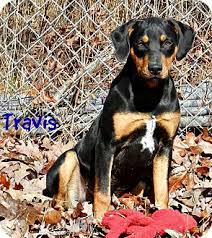 Black And Tan Coonhound Rescue Tennessee Lawrenceburg Tn Black And Tan Coonhound Mix Meet Travis A Dog For Adoption Http Www Adoptapet Com Pet 17867318 Lawrencebur Coonhound Black And Tan Pets