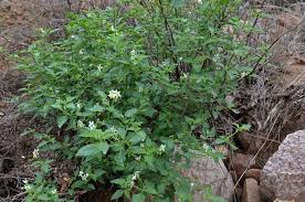 Image result for Solanum americanum
