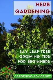 Bay Blatter Sind Ein Muss In Der Kuche Erhalten Klicken Hier Um Zu Lernen Zu Wachsen Diese Bay Leaf Tree Bay Leaf Plant Growing Herbs In Pots