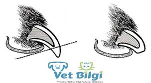 Kopeklerde Tirnak Bakimi Ve Kesimi Vetbilgi