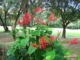 Maybe you would like to learn more about one of these? Pictures Of Florida Vegetation Will Grow And Bloom In Shady Areas In Which Few Other Blooming Plants Florida Plants Plants Florida Flowers