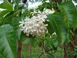 Image result for Holarrhena floribunda