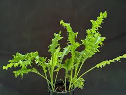 Image result for Microsorum punctatum