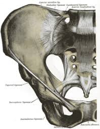 Check spelling or type a new query. Sacroiliac Joint Wikipedia