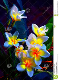 Frangipani Flowers Small Flower Arrangements Flower Seeds Bonsai Flower