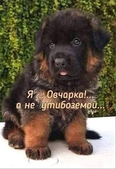 Я. Я Овчарка!... а не утибоземой...