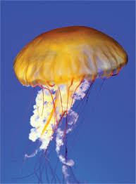 This is lions mane jellyfish 6k by biopixel on vimeo, the home for high quality videos and the people who love them. Lion S Mane Jellyfish Sting International Paramedic Practice