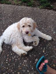 Black And Tan Labradoodle Olie Australian Labradoodle 9 Weeks Old Labradoodle Australian Labradoodle Goldendoodle