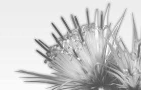 Image result for Gunillaea rhodesica