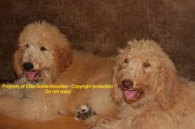 Shiba inu puppies for sale in pa, as well as indiana, new york, and ohio. Elite Goldendoodles Puppies For Sale Nashville Tn Home