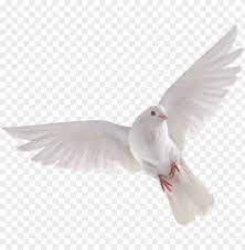 Explore and download more than million+ free png transparent images. Bird Hd Png Transpa Images Pluspng Eid Background Picsart Png Image With Transparent Background Png Free Png Images Eid Background Photo Background Images Hd Picsart Png