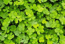 Check spelling or type a new query. 5 Plants That Look Like Clover But Aren T Identify Plants