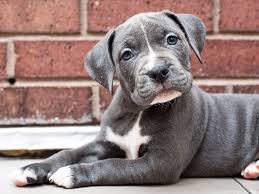 Passion for pets isn't just a slogan, it's truly. Share Your Passion For Dogs Rescue Dogs Deserve Loving Homes Too Aspca