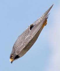 The Peregrine Falcon Is The Fastest Diving Bird In The World And The Fastest Animal On The Planet According To Guinness Animals Insects And Birds Beautiful Birds Birds Of Prey Animals